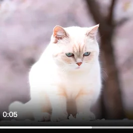 视频创作
